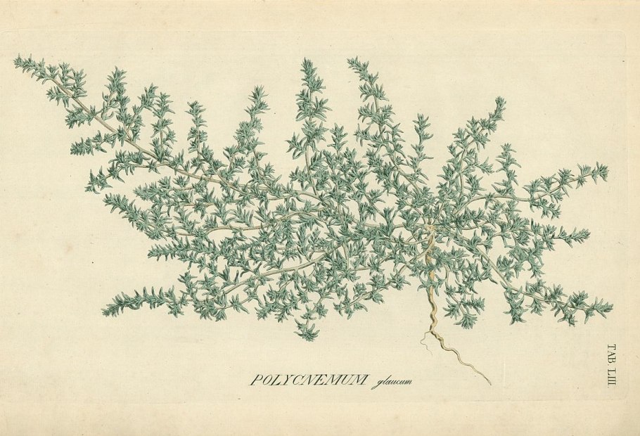 Солерос солончаковый