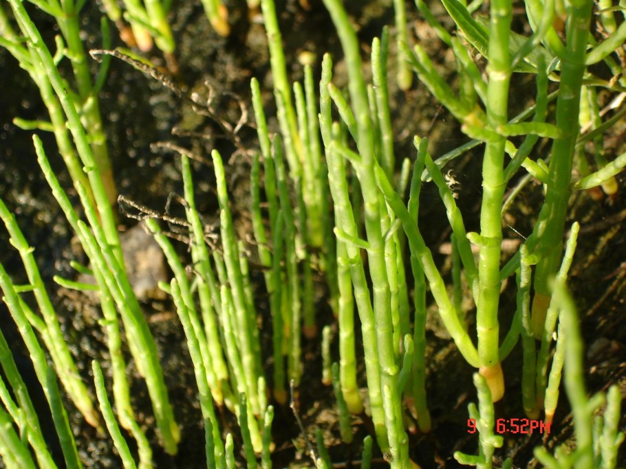 Salsola Tragus l. - солянка сборная