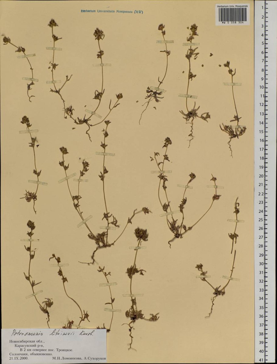 Солерос солончаковый