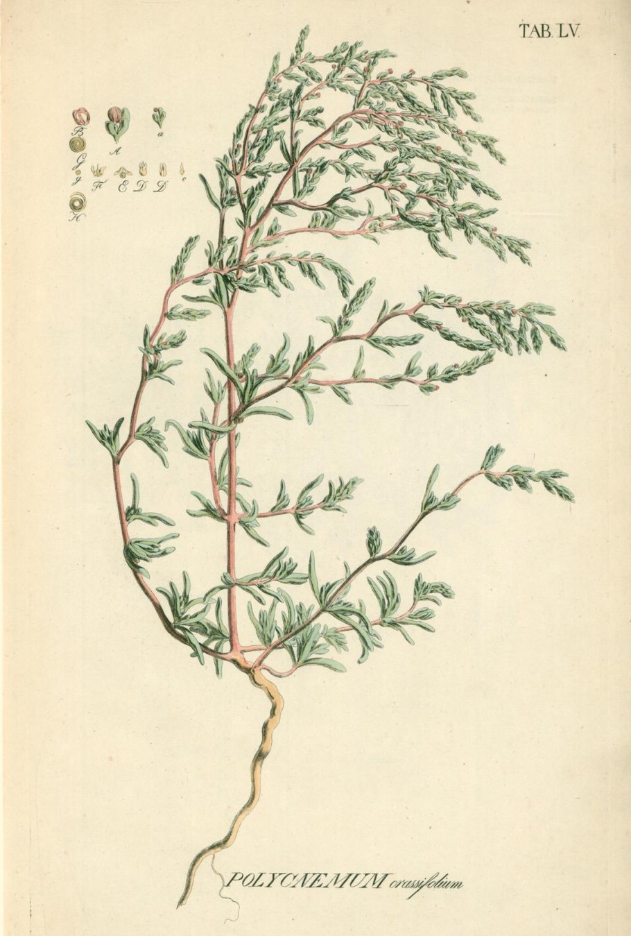 Солерос Европейский