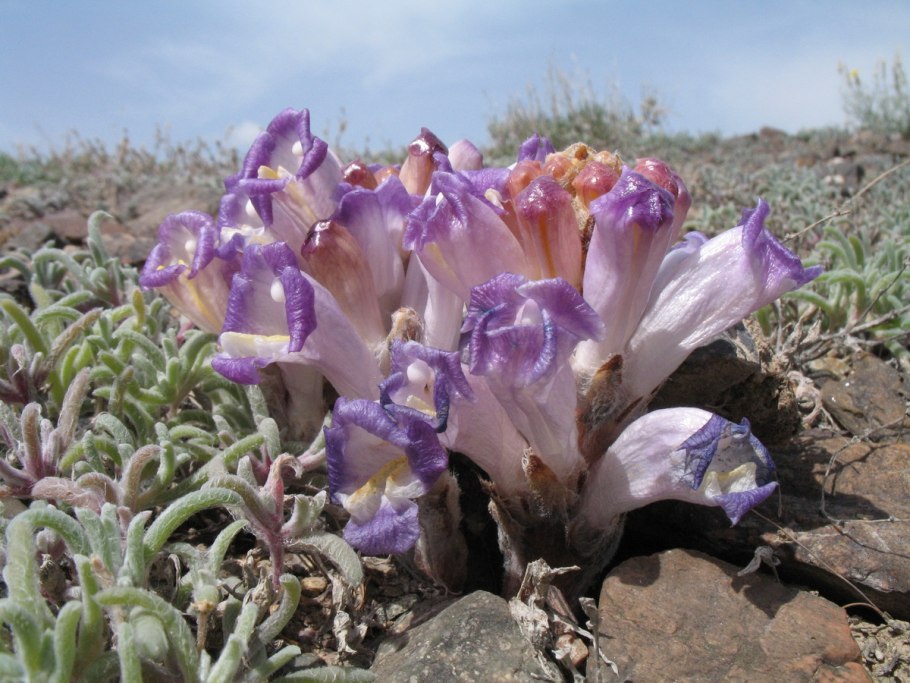 Ксерофиты и галофиты