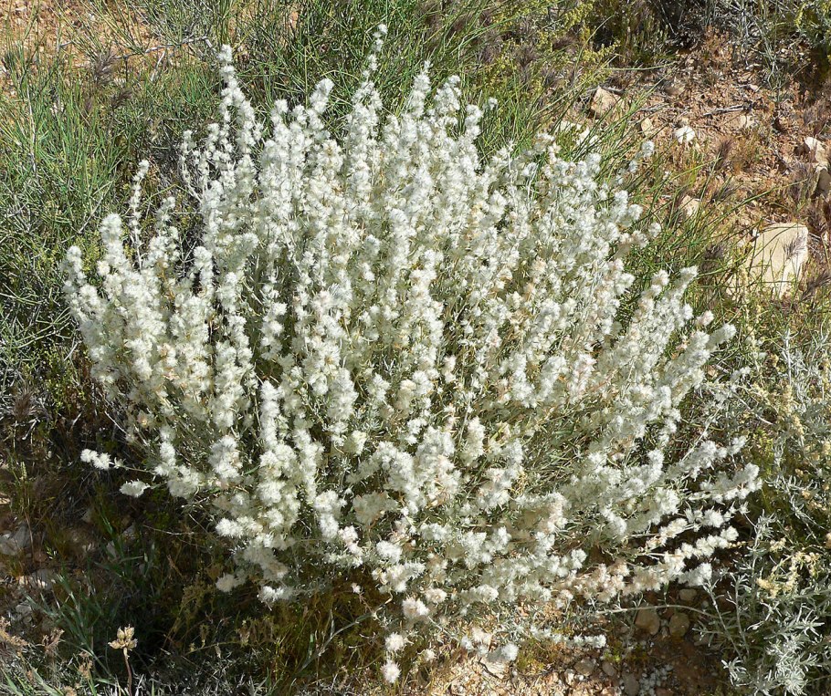 Солерос на Лимане