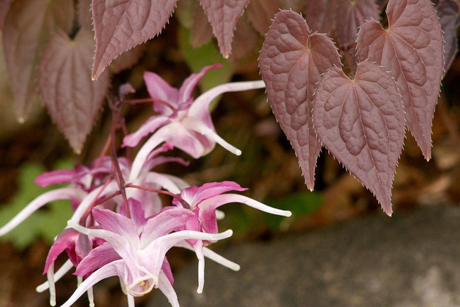 Горянка грандифлорум