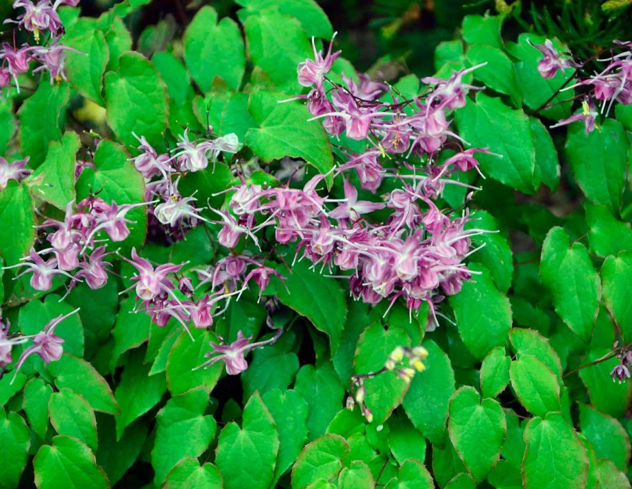 Горянка эпимедиум