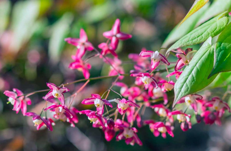 Горянка красная Epimedium rubrum