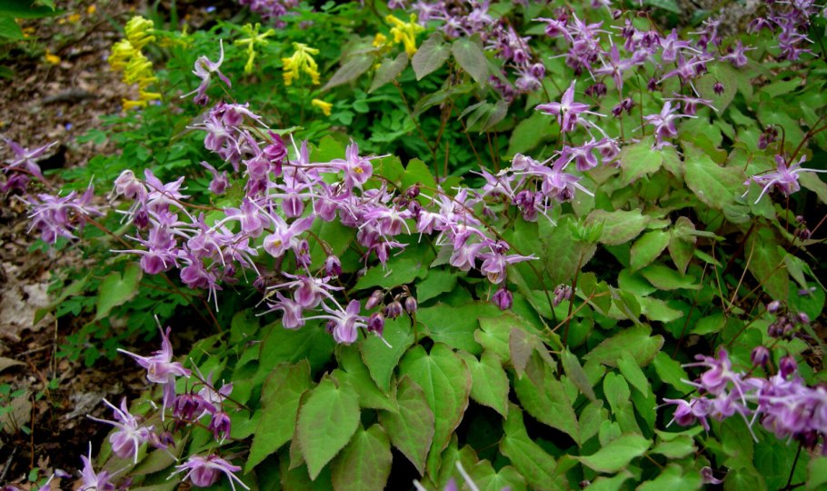 Горянка Lilafee