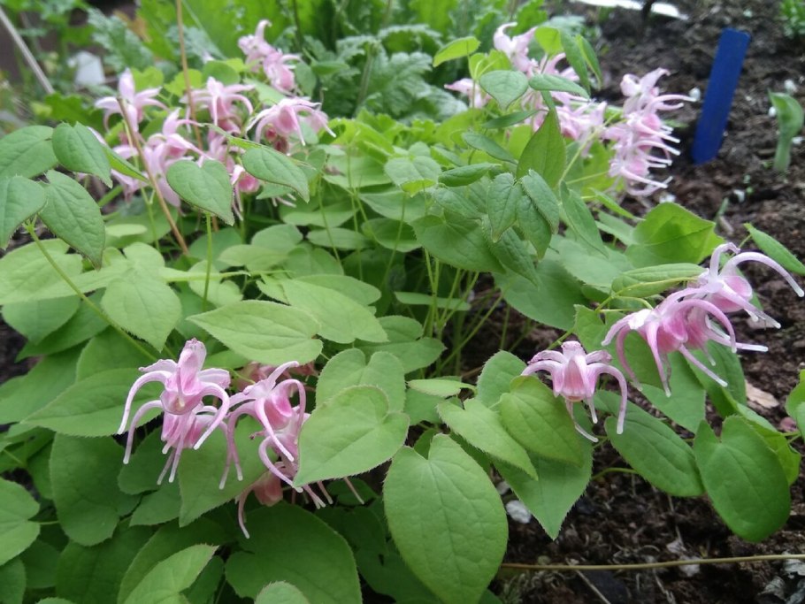 Горянка Akagiza kura