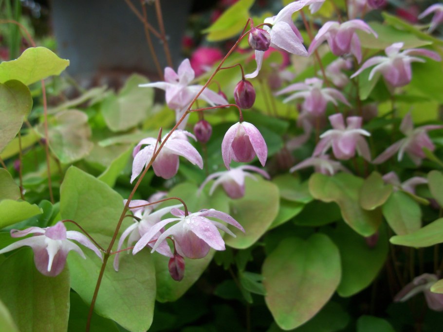 Эпимедиум Юнга Розеум