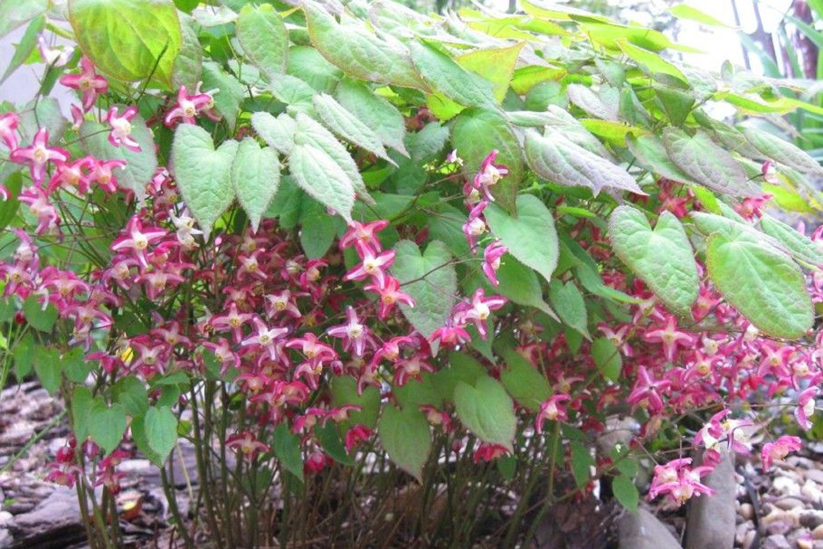 Горянка красная Epimedium rubrum