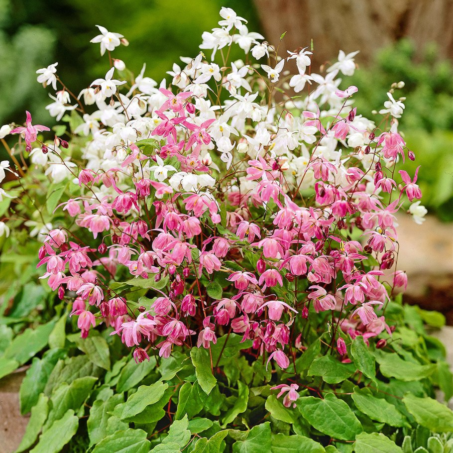 Горянка пышная Розеум
