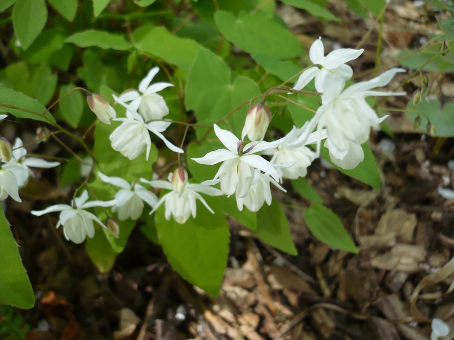 Горянка крупноцветковая