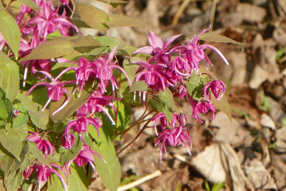 Горянка ред Бьюти