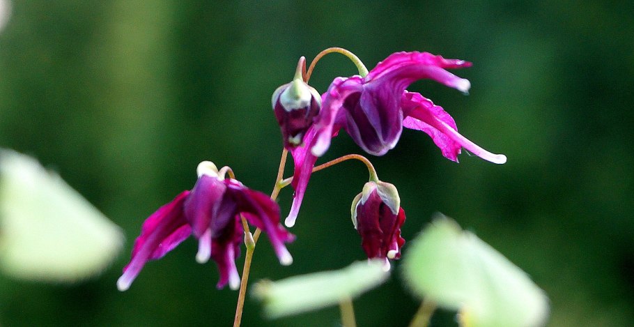 Горянка грандифлорум