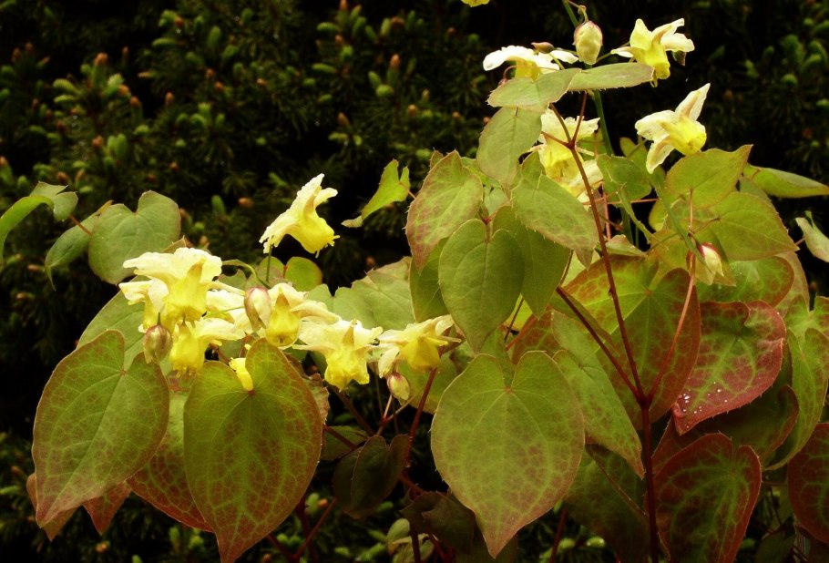 Горянка Колхидская Epimedium Colchicum
