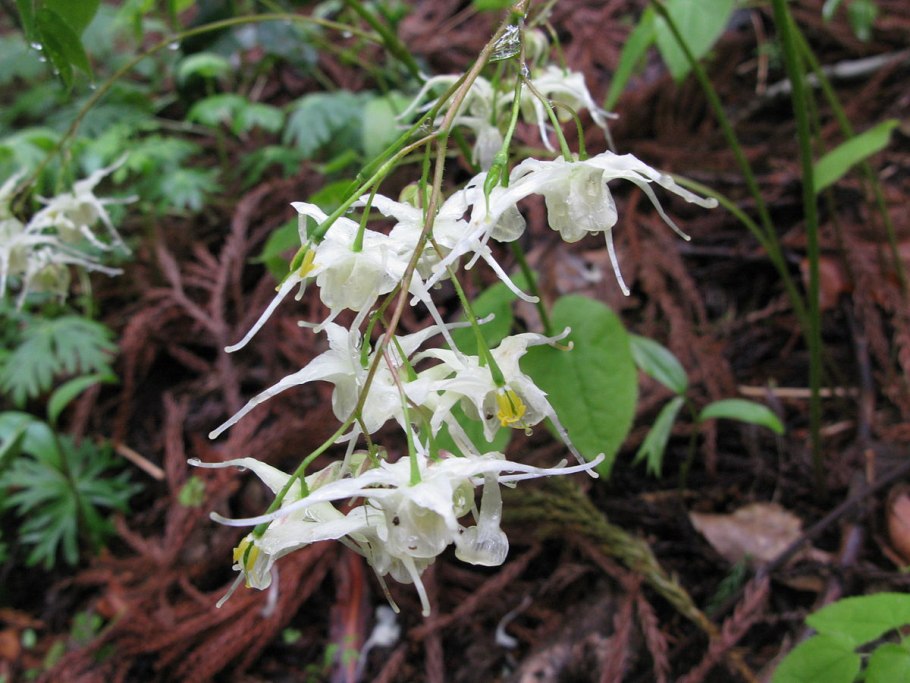 Epimedium koreanum
