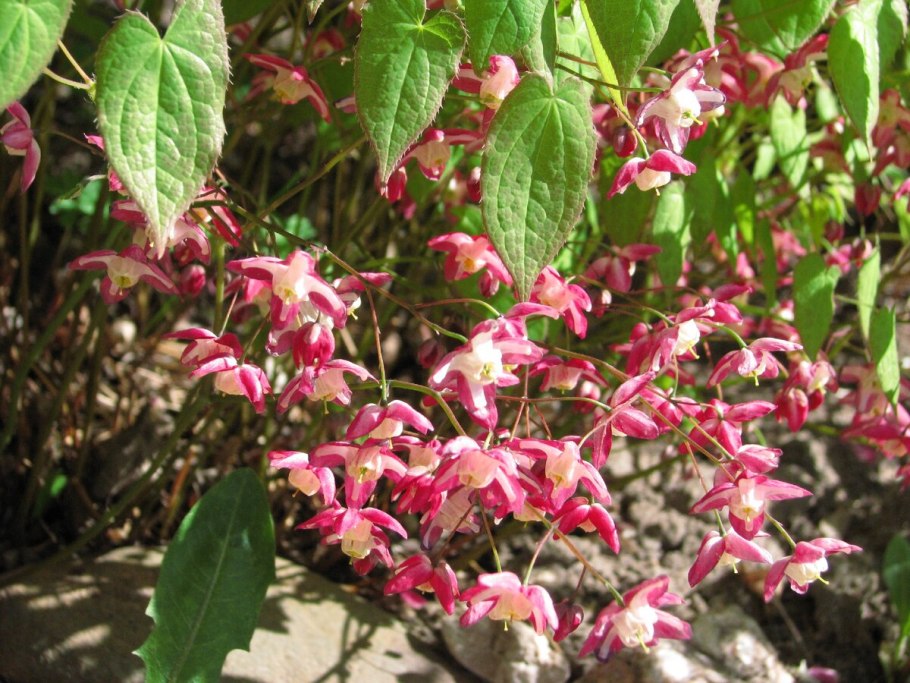 Горянка красная Epimedium rubrum