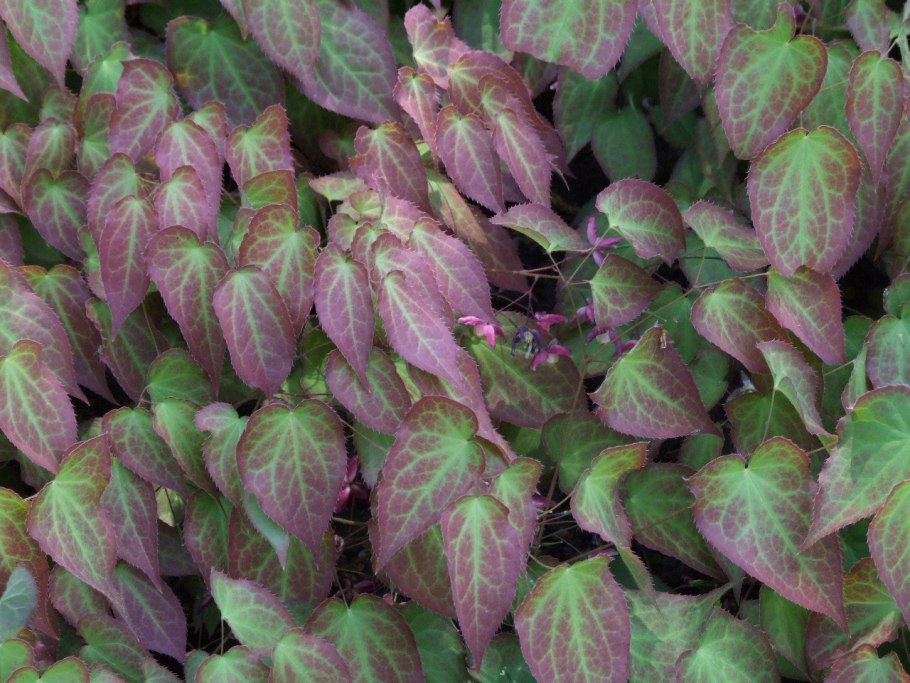 Горянка эпимедиум Икариин Epimedium
