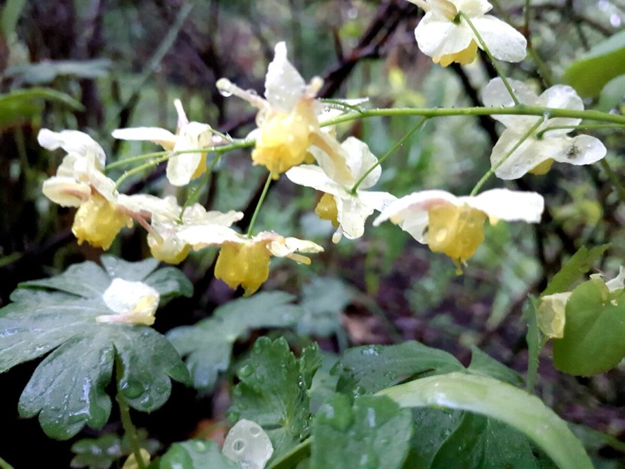 Горянка вечнозеленая Колхидская