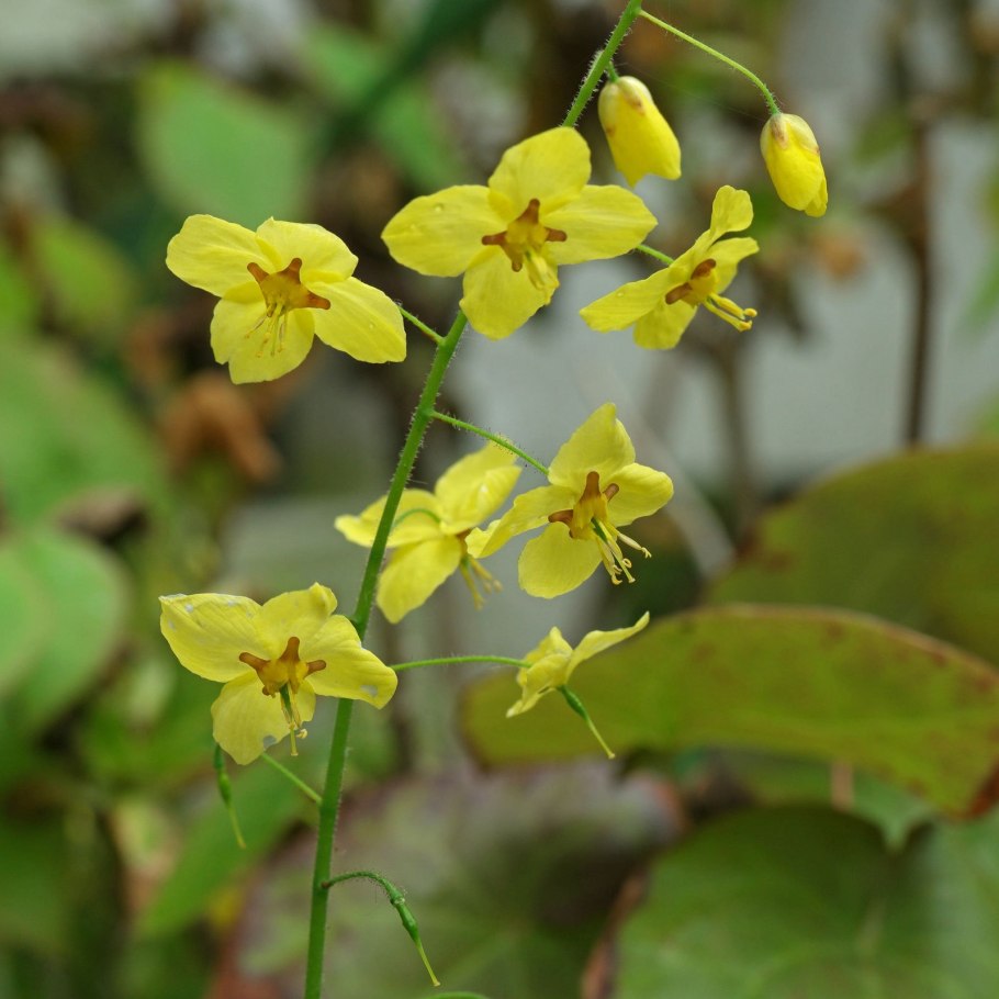 Горянка Epimedium pinnatum 'Black Sea'