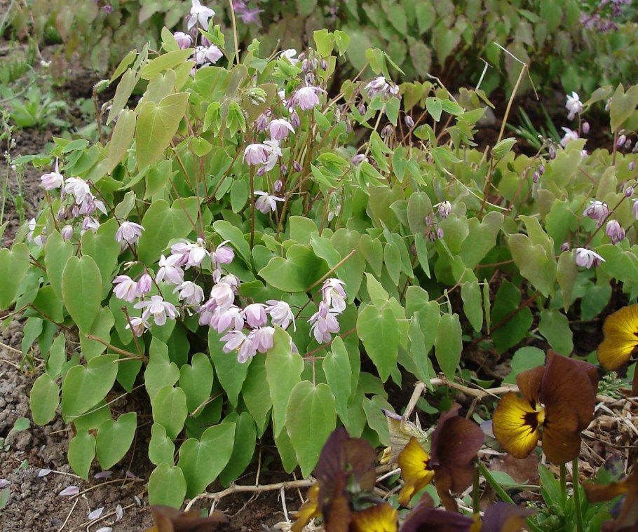 Горянка пышная Розеум