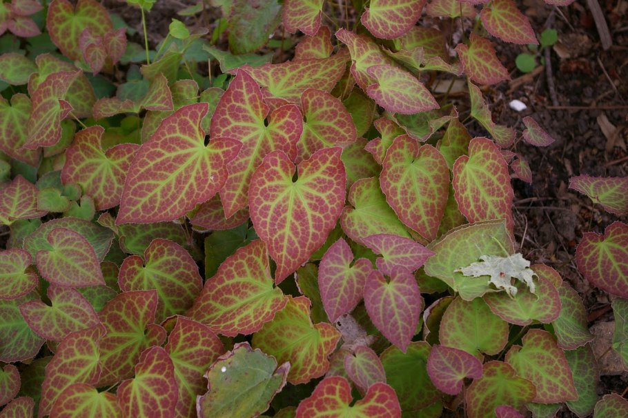 Epimedium versicolor Sulphureum