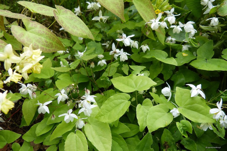 Горянка Юнга youngianum niveum