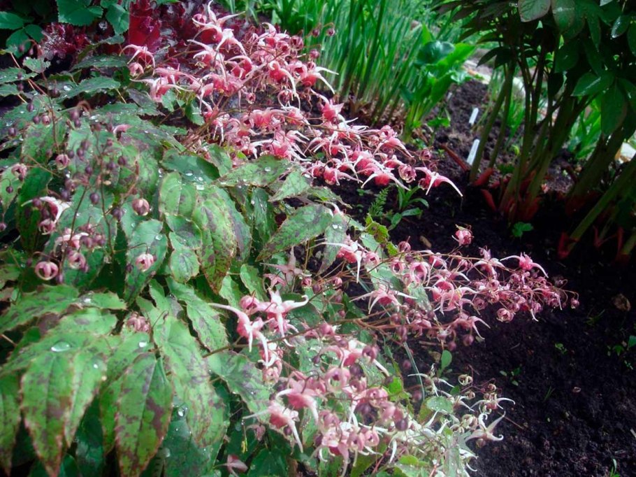 Горянка Pink Champagne