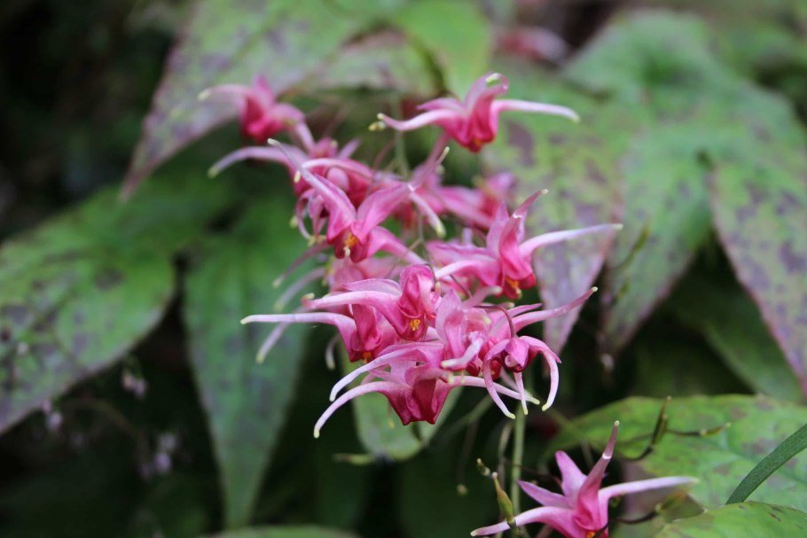 Горянка Pink Champagne