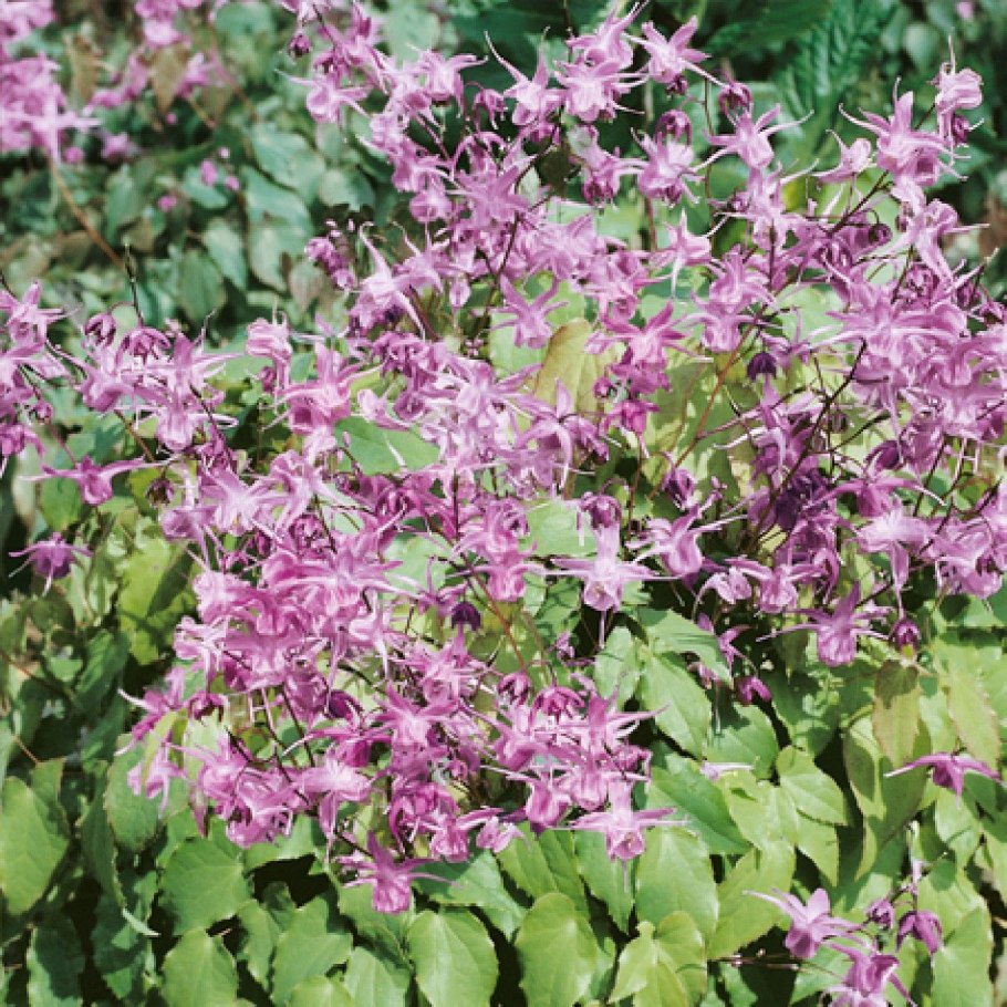 Горянка крупноцветковая Lilafee