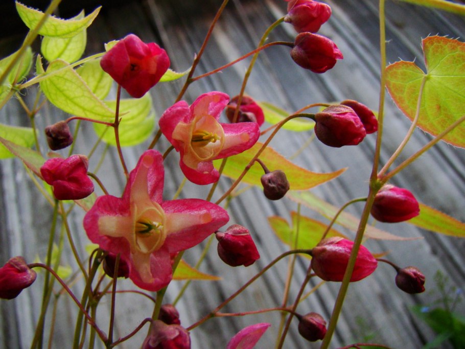 Эпимедиум Альпийский