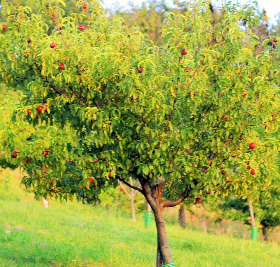 Дерево персик нектарин