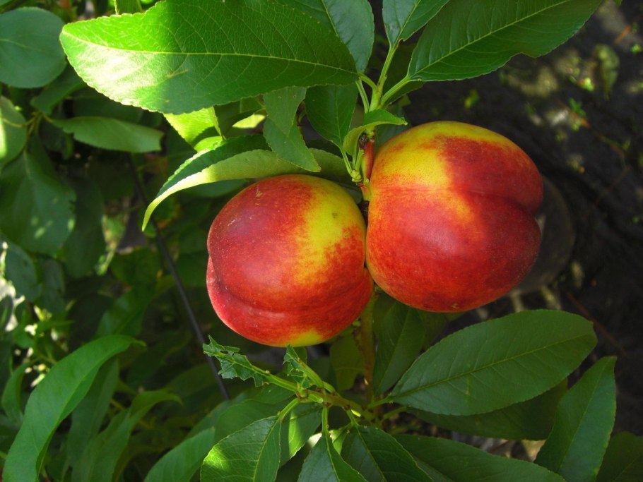 Сакура дерево размножение