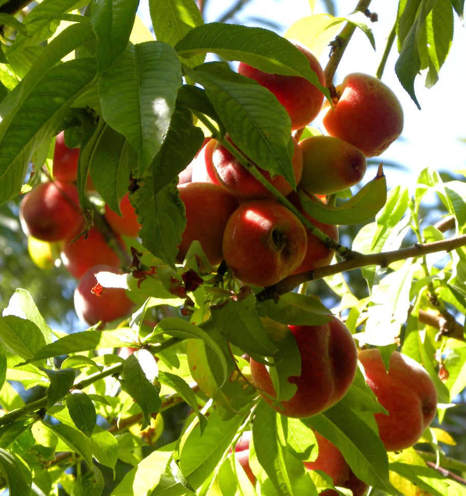 Нектарин дерево