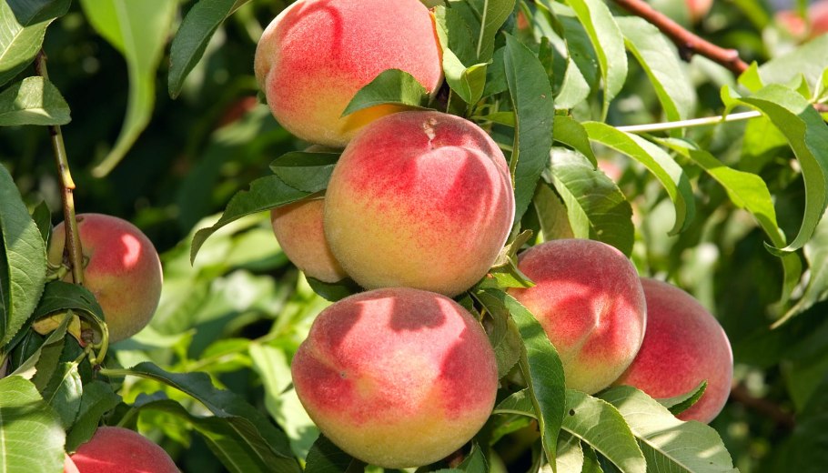 Персик колоновидный золотой триумф