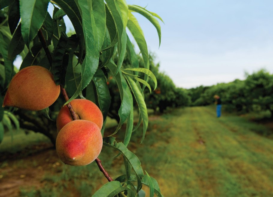 Алыча нектариновая