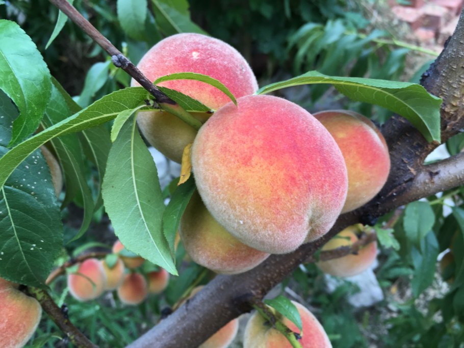 Сорт персика ред Хевен