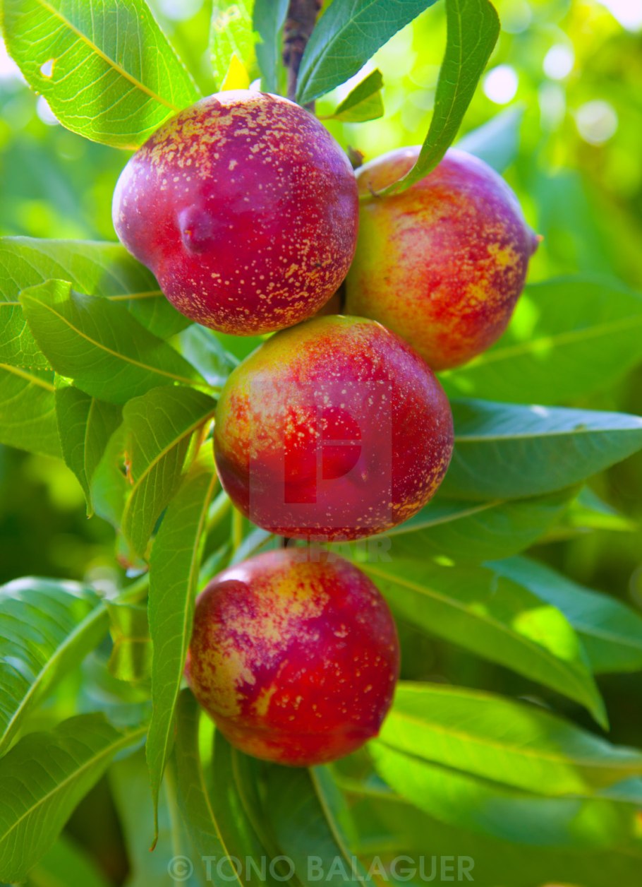 Персик зимостойкий Сусова