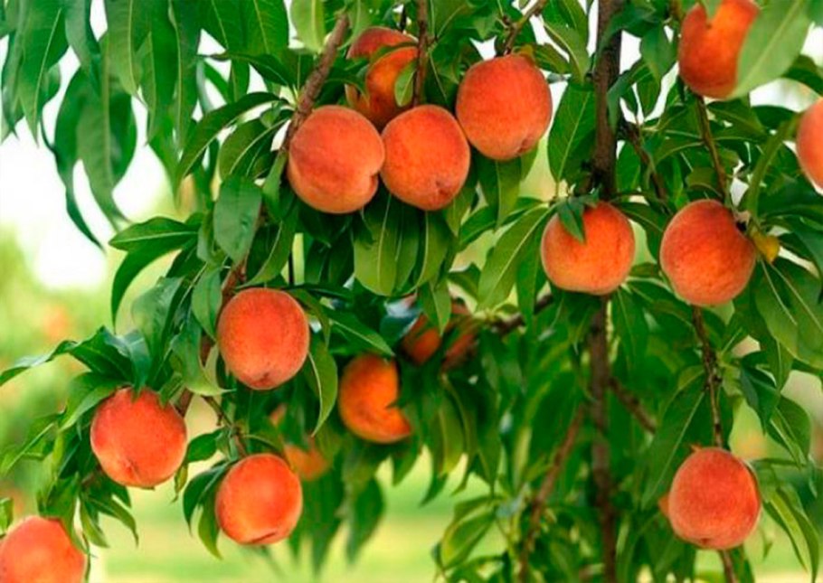 Систематика персика обыкновенного