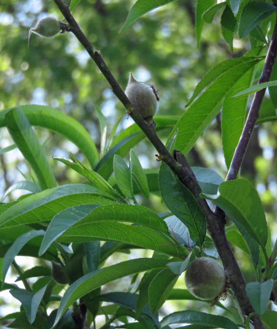 Нектарин карликовый Рубис (c10)