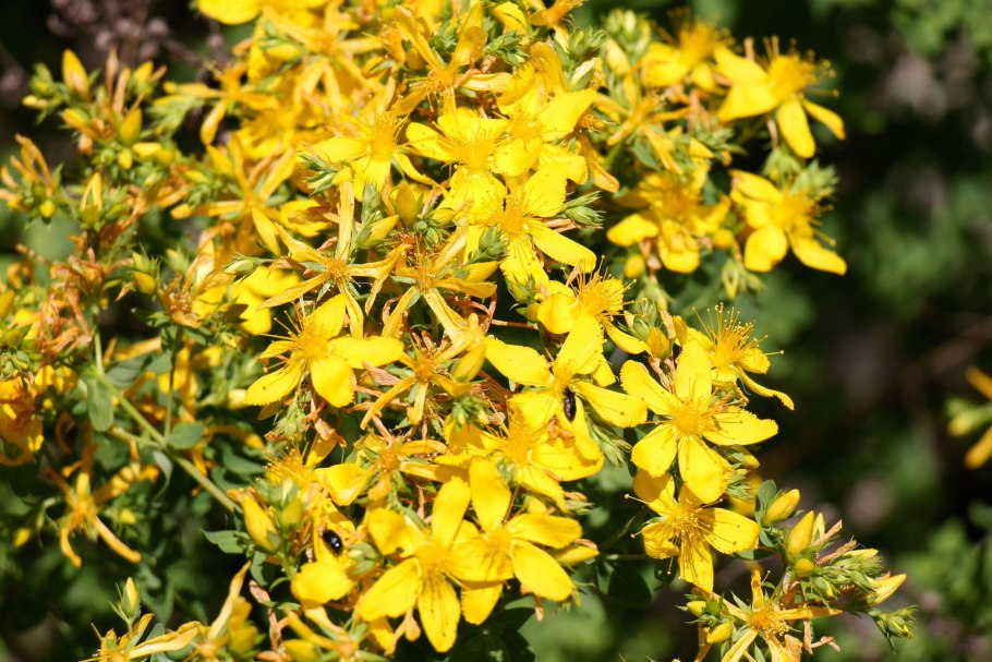 Зверобой продырявленный Hypericum perforatum l.