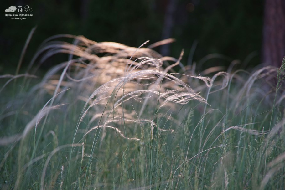 Ковыль перистый в Липецкой области