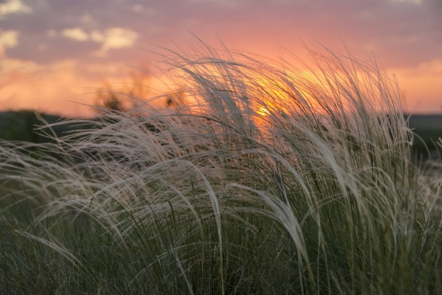 Ковыль перистый (Stipa pennata)