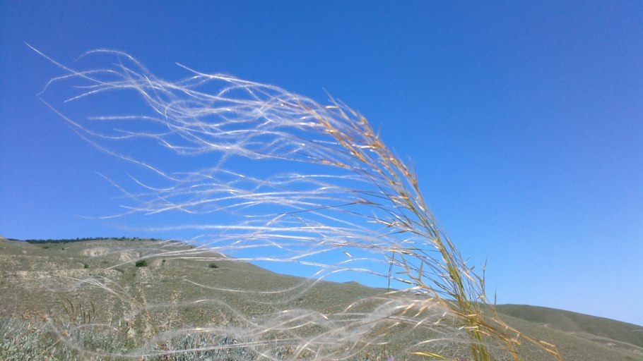 Ковыль Склерофит