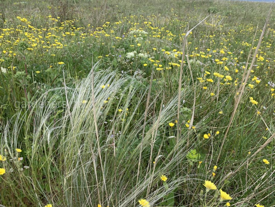 Степные культуры мать и мачеха, ковыль, пижма, пустырник, тимьян
