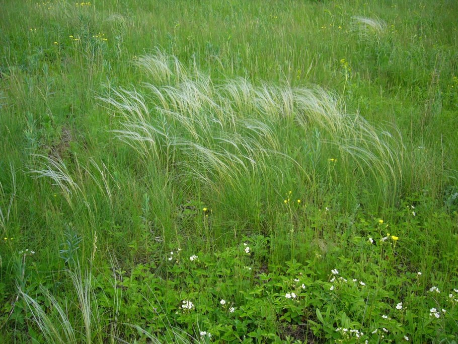 Ячмень гривастый (Hordeum jubatum)