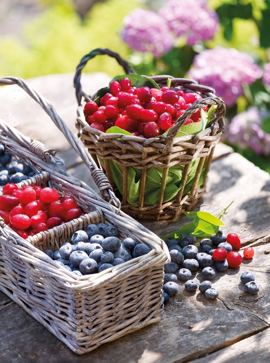 Фрукты и сладости