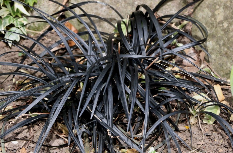 Ландышник Офиопогон