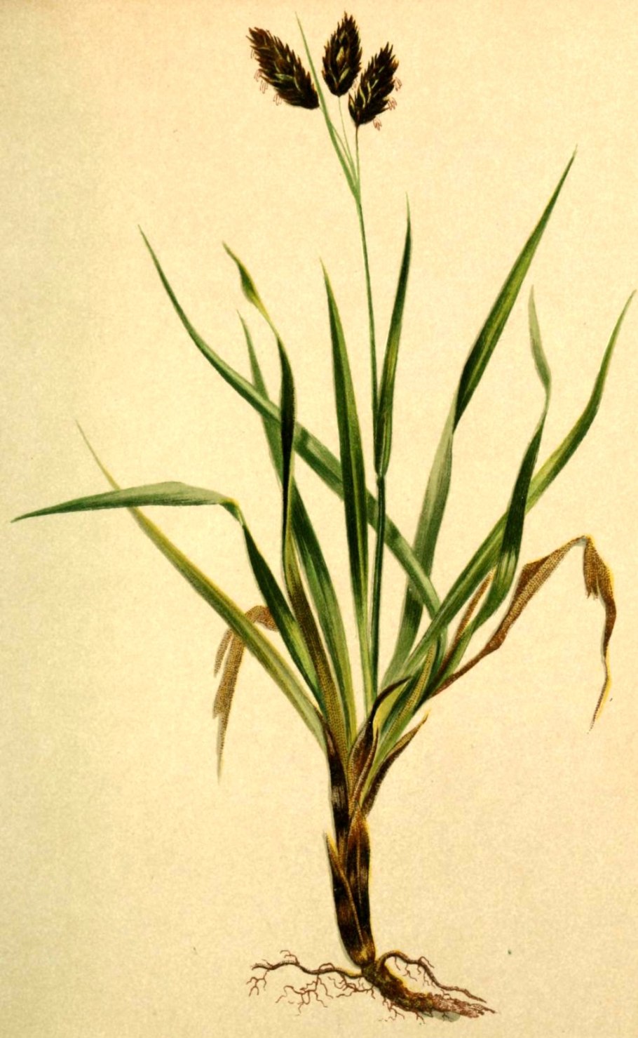 Осока злаковидный