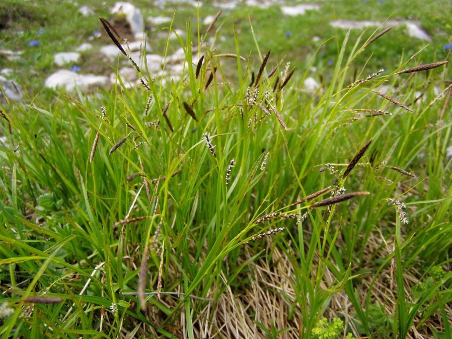 Осоки (Carex nigra