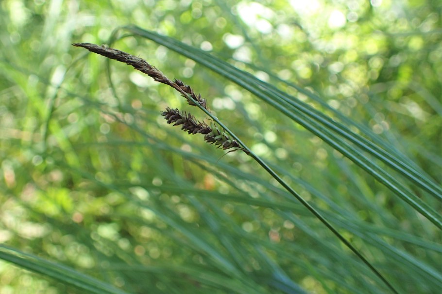 Осока метельчатая